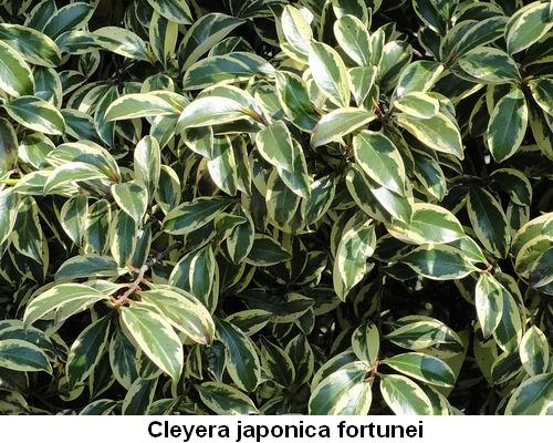 Cleyera japonica fortunei.jpg